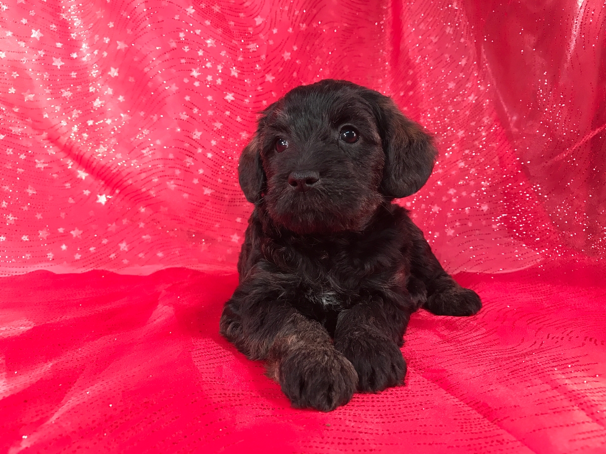 Black Female Schnoodles for Sale
